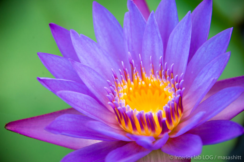 沖縄 東南植物楽園 写真 カメラ 美容師