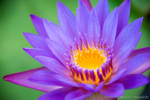 沖縄 東南植物楽園 写真 カメラ 美容師
