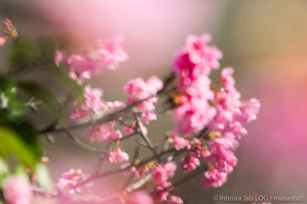 sakura 桜 沖縄 okinawa