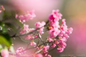 sakura 桜 沖縄 okinawa