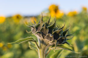 sunflower ひまわり 向日葵 沖縄 北中城村